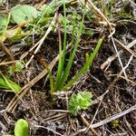 Sisyrinchium halophilum Hoja