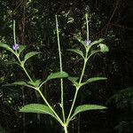 Stachytarpheta cayennensis Leaf