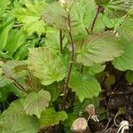 Corylus maxima Foglia