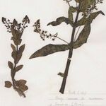 Veronica anagallis-aquatica Other