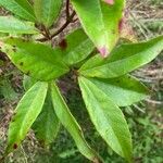 Erythroxylum laurifolium Leaf