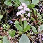 Menyanthes trifoliata 花