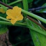 Cucumis sativusŽiedas