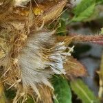 Centaurea benedicta Froito