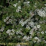 Cotoneaster integrifolius Habitus