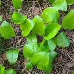 Maianthemum canadense Frunză