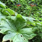 Diphylleia cymosa Fruto