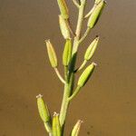 Triglochin bulbosa Fruit