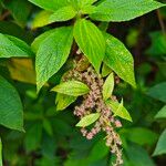 Gesnouinia arborea Flower