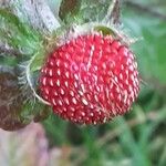 Potentilla indica Fruit