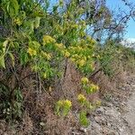 Diplopterys pubipetala 花