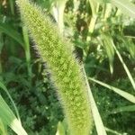 Setaria italicaFruit