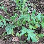 Geum triflorum Hoja