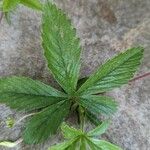 Potentilla simplex Leaf