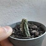 Euphorbia mammillarisЦвят