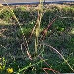 Andropogon distachyos Leaf