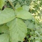 Rubus pruinosus List