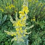 Verbascum pulverulentum ഇല