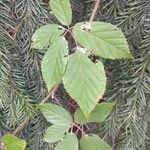 Rubus albiflorus Blatt