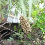 Allagoptera arenaria Fruit