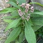 Pluchea camphorata Flower