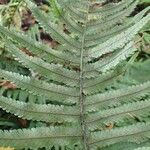 Dryopteris cycadina Liść