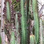 Euphorbia trigona Pokrój