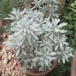 Artemisia stelleriana Leaf