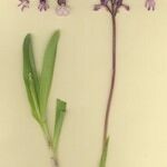 Orchis × angusticruris 整株植物