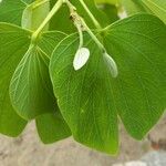 Bauhinia monandra برگ