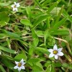 Sisyrinchium rosulatum 葉
