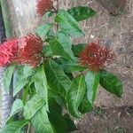 Ixora coccinea برگ