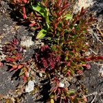 Gaultheria myrsinoides Celota