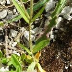 Centaurium erythraea Blatt