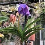 Vanda coerulea Φύλλο