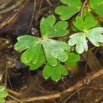 Ranunculus ololeucos Leaf