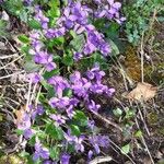 Viola odorata Flower