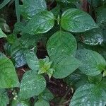 Asystasia pinguifolia