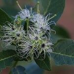 Maerua bussei Floro