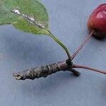 Malus hupehensis Bark