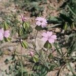 Vaccaria hispanica Blomst