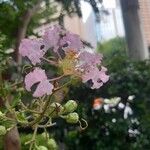 Lagerstroemia speciosa Blomst