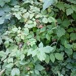 Rubus idaeus 形态