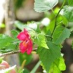 Hibiscus phoeniceus Flower