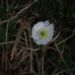 Ranunculus alpestris Fiore