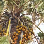 Borassus aethiopum Fruit