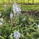 Camassia cusickii Habit