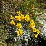 Jacobaea uniflora 花