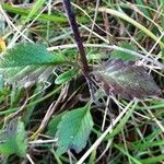 Scabiosa cinerea Листок