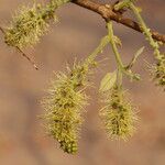 Combretum molle Flower